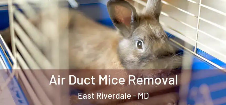  Air Duct Mice Removal East Riverdale - MD